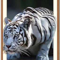 Div Pyssel - Diamond Painting Vit Tiger