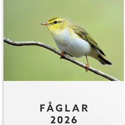 Årsbundet - Väggkalender Fåglar 2026